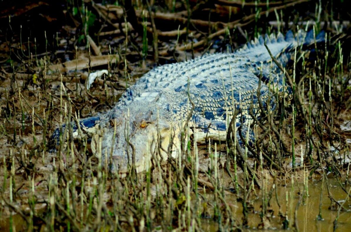 Highlights Malaysia - Kinabatangan River