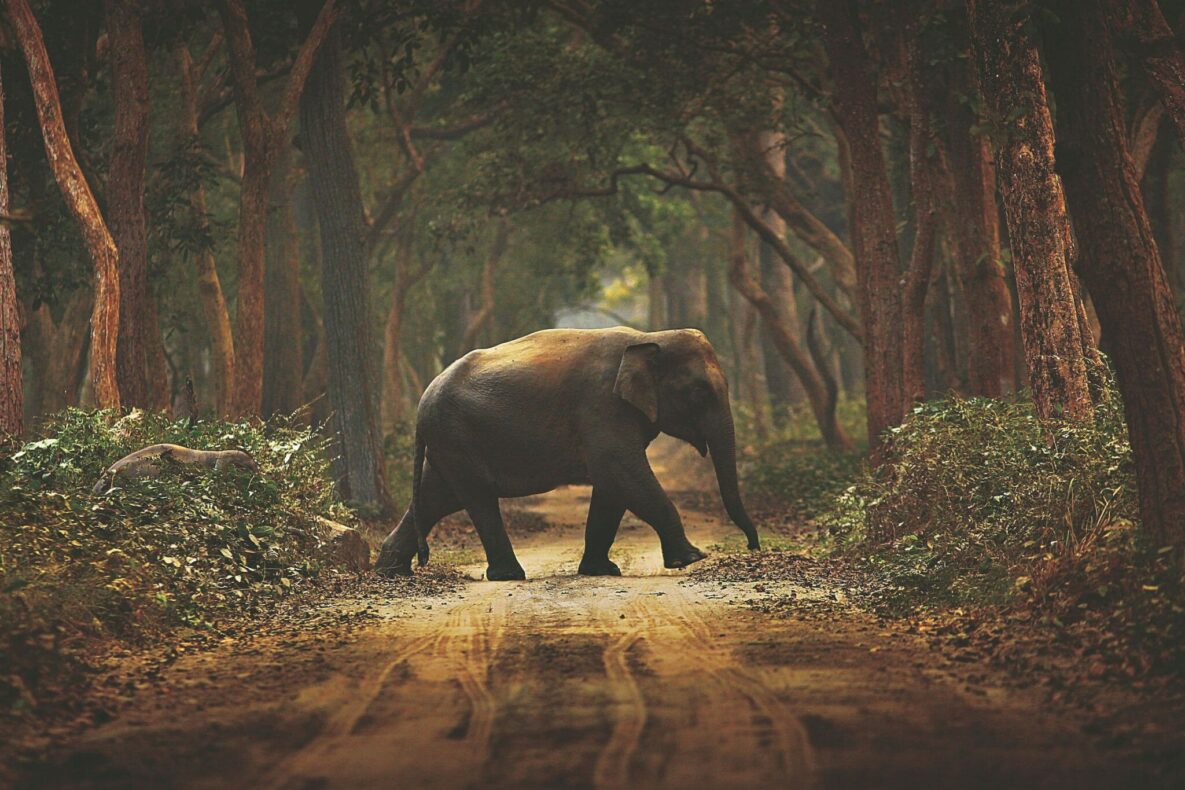 Highlight India - Dudhwa N.P.