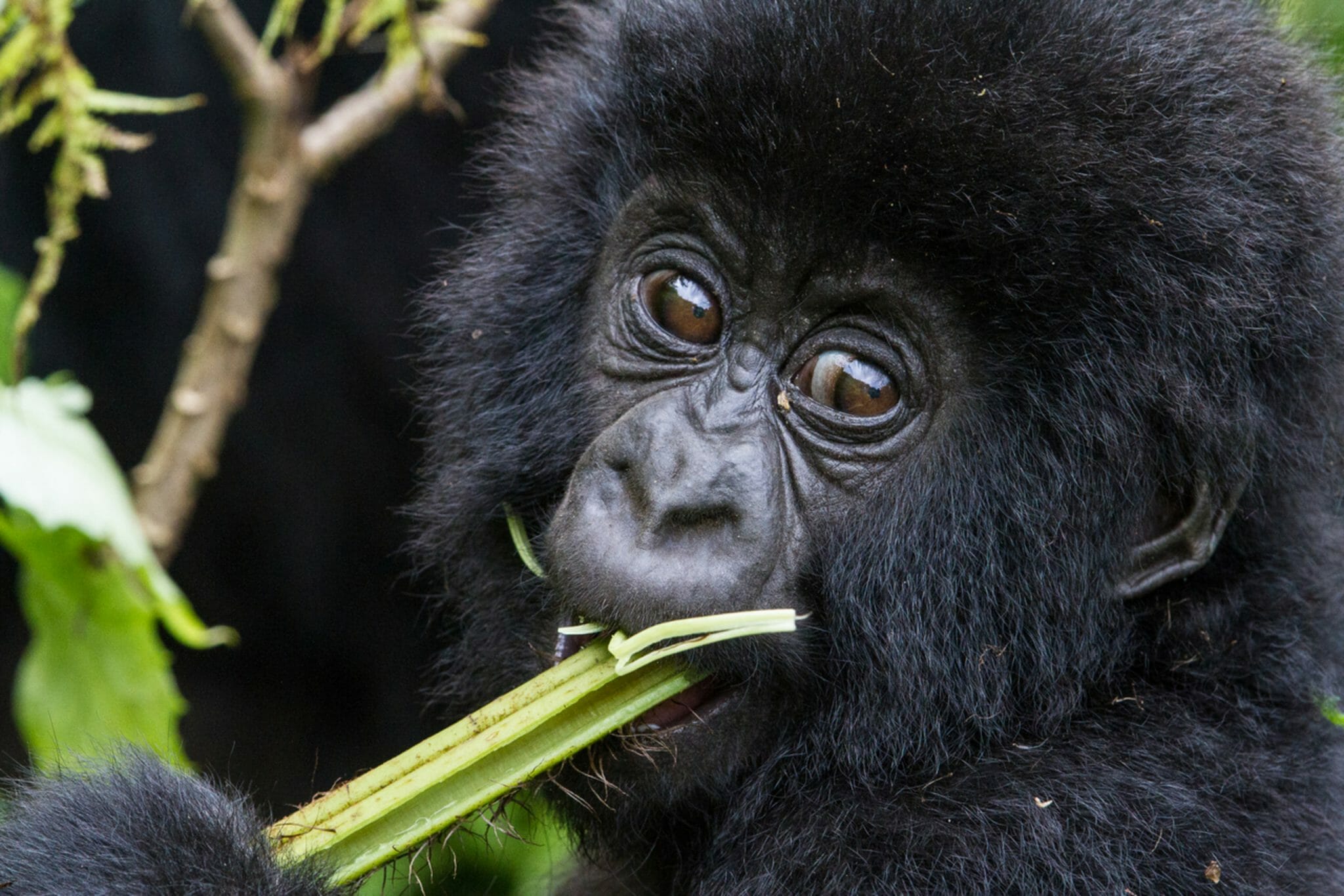 Highlights Congo - Virunga N.P.
