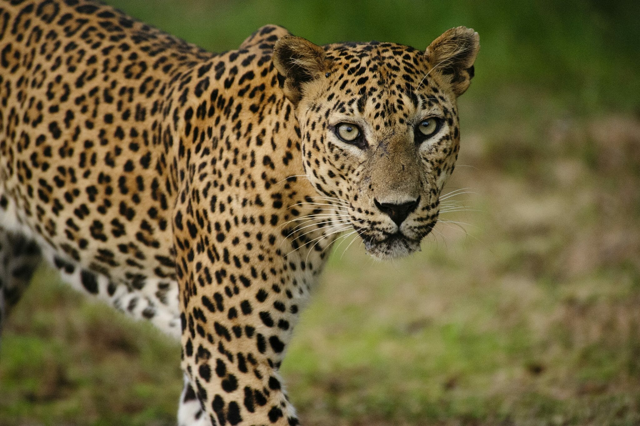 Highlight Yala National Park | Sri Lanka
