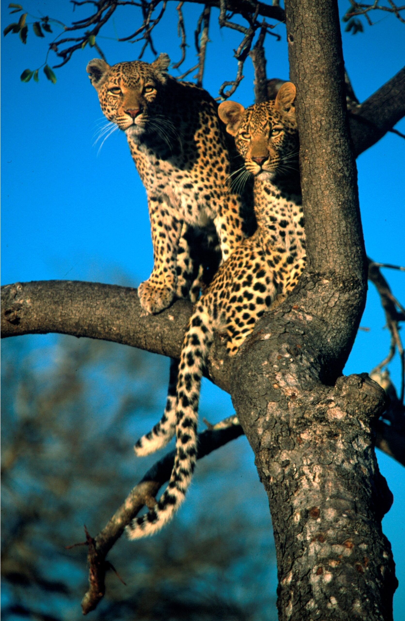 Blog wildlife in the okavango