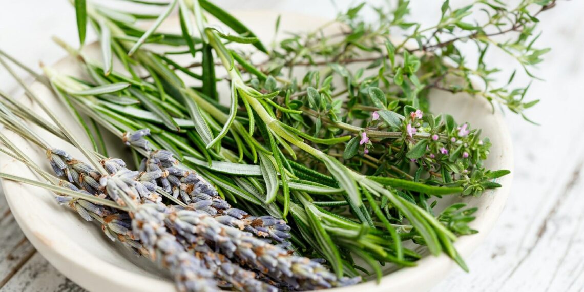 Culinary journey Rhônedal