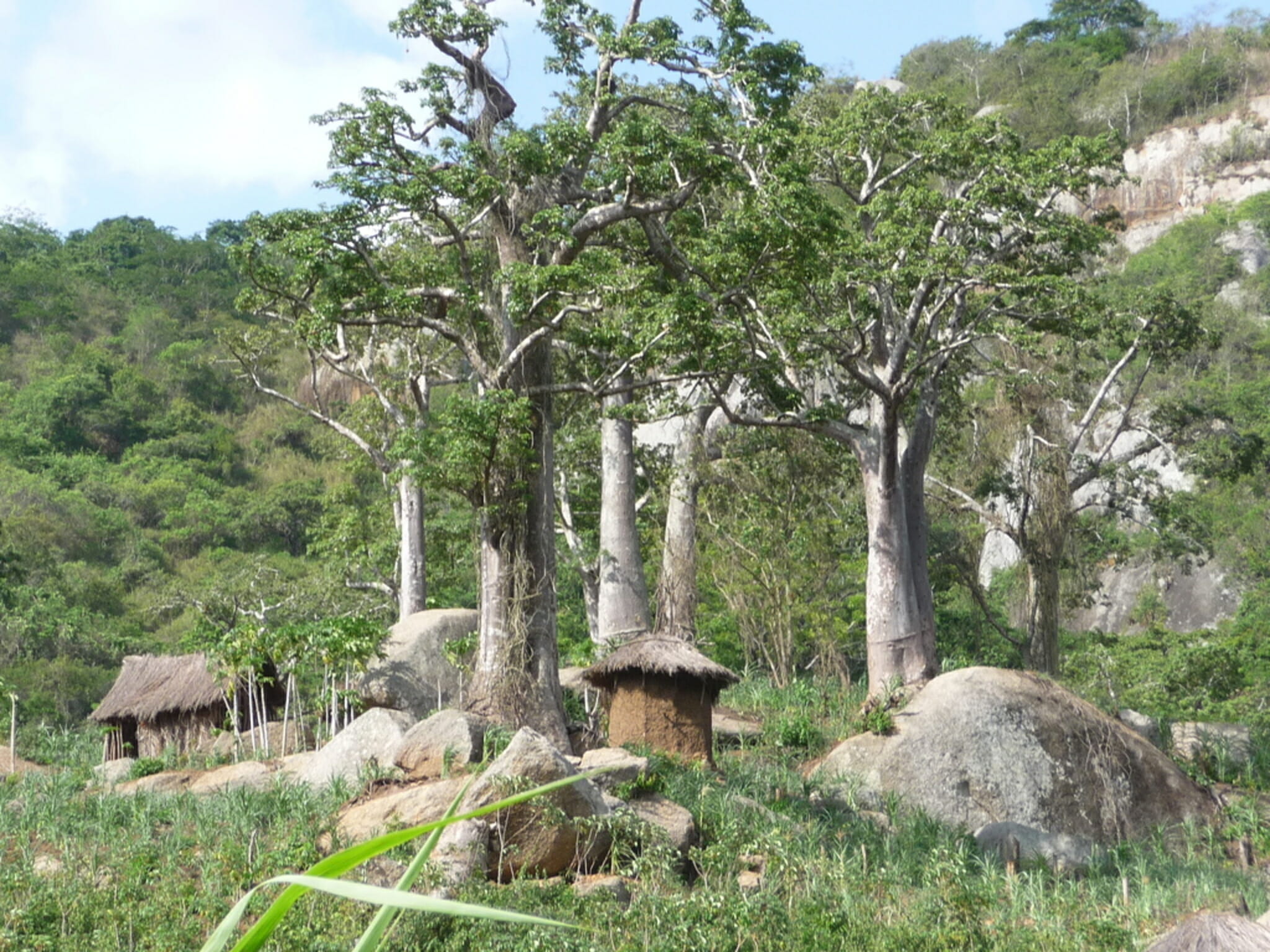 The best of the south