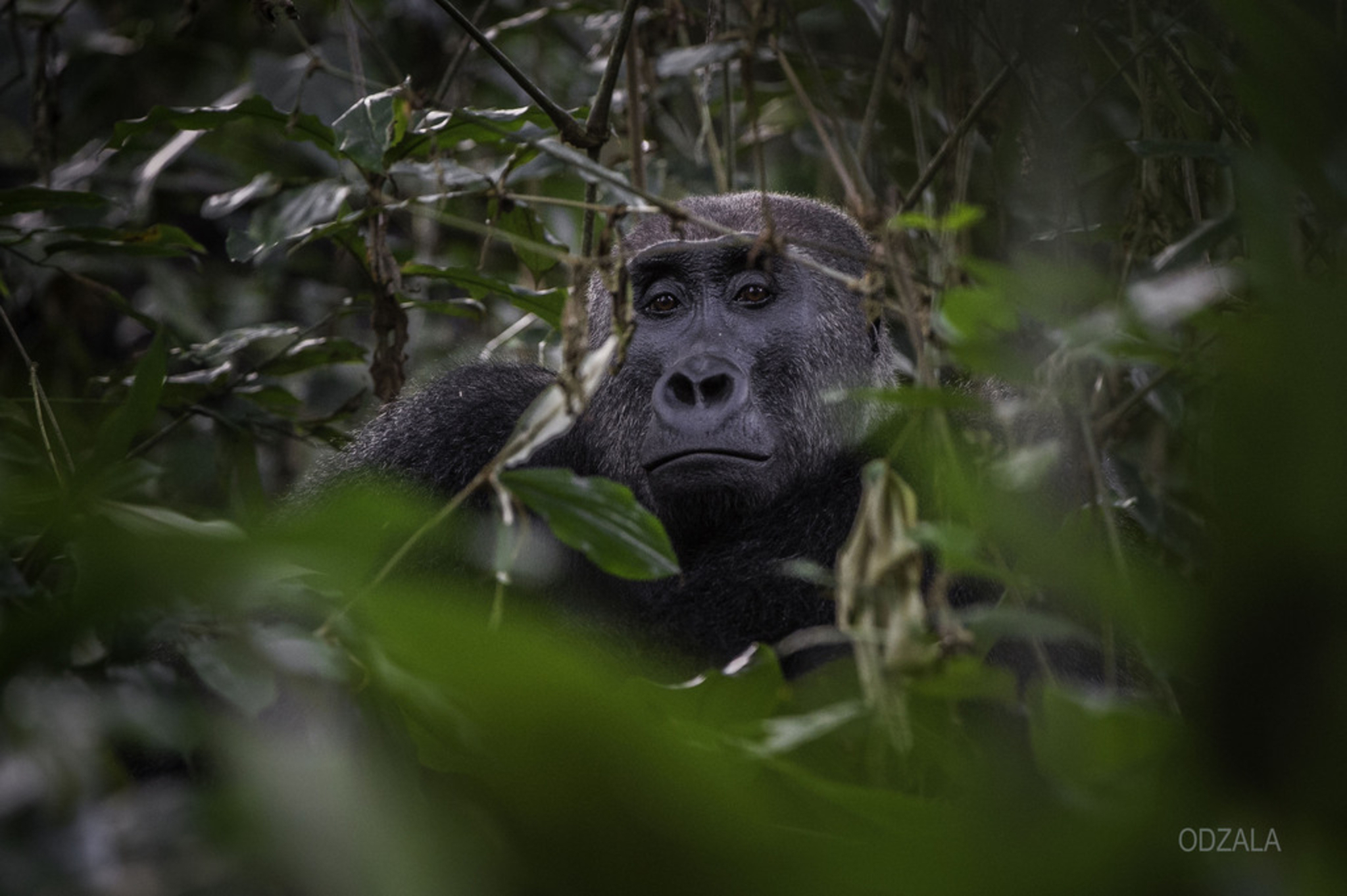 Odzala - Mysticism and Gorillas