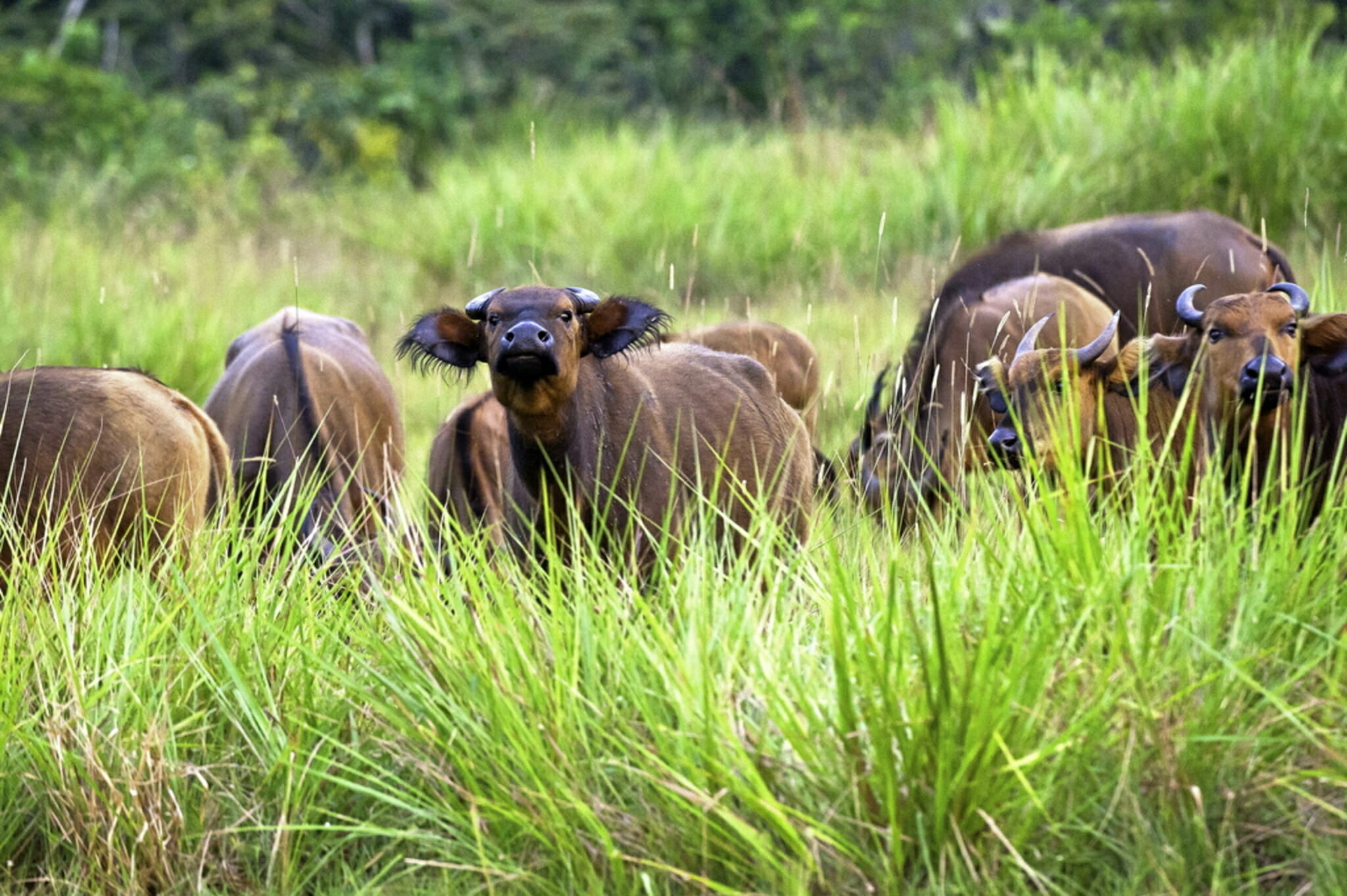 Central African Republic & Congo-Brazzaville