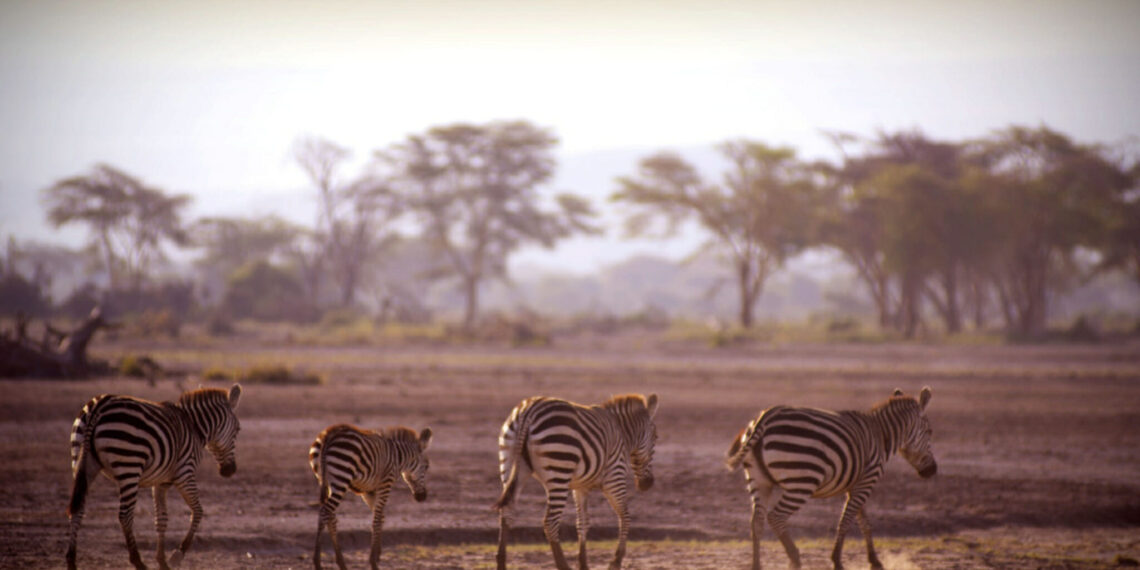Rondreis Oeganda en Tanzania