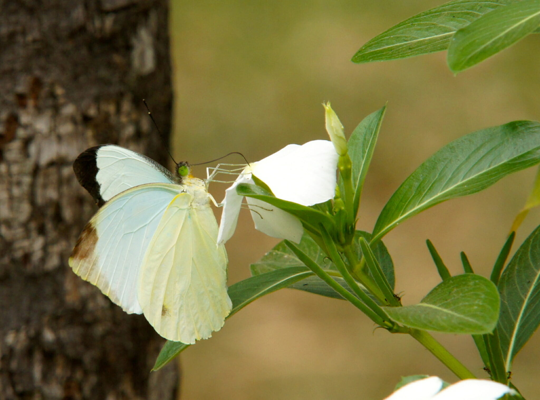Trekking Rwenzori Mountains