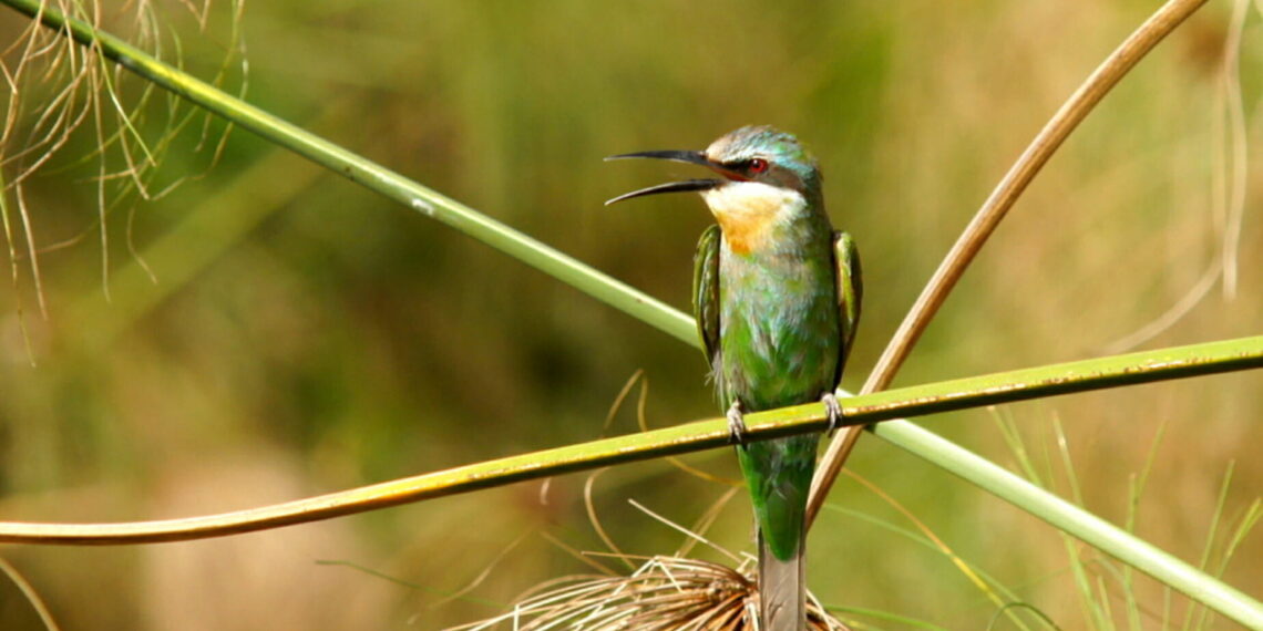 Safari Akagera National Park