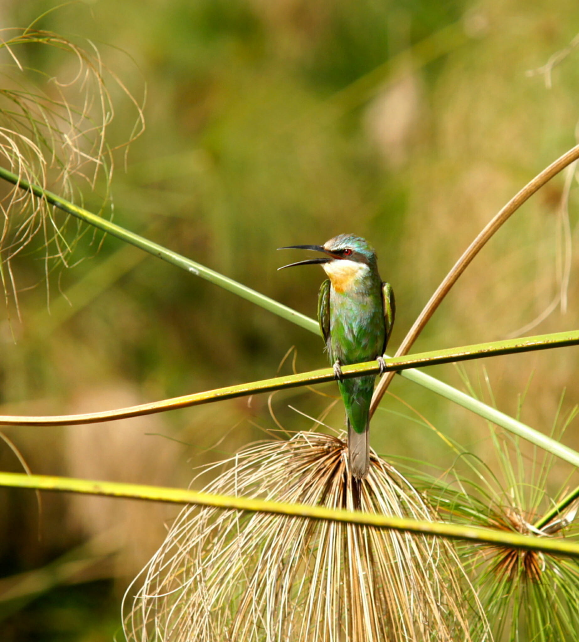 Safari Akagera National Park