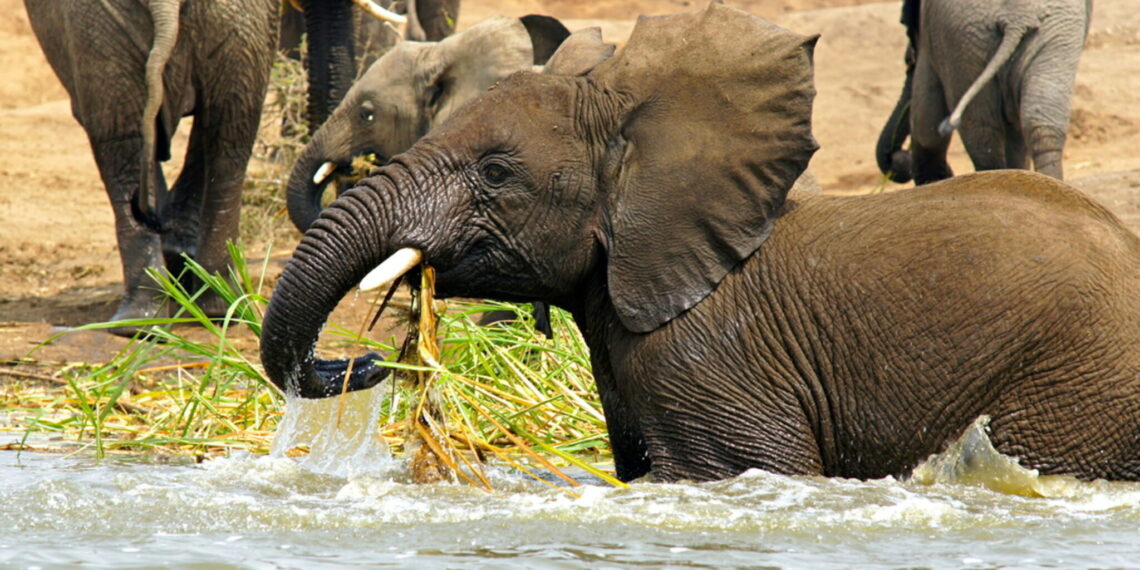 Rondreis Oeganda en Rwanda