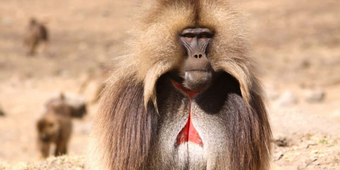 Trekking Bale & Simien gebergte
