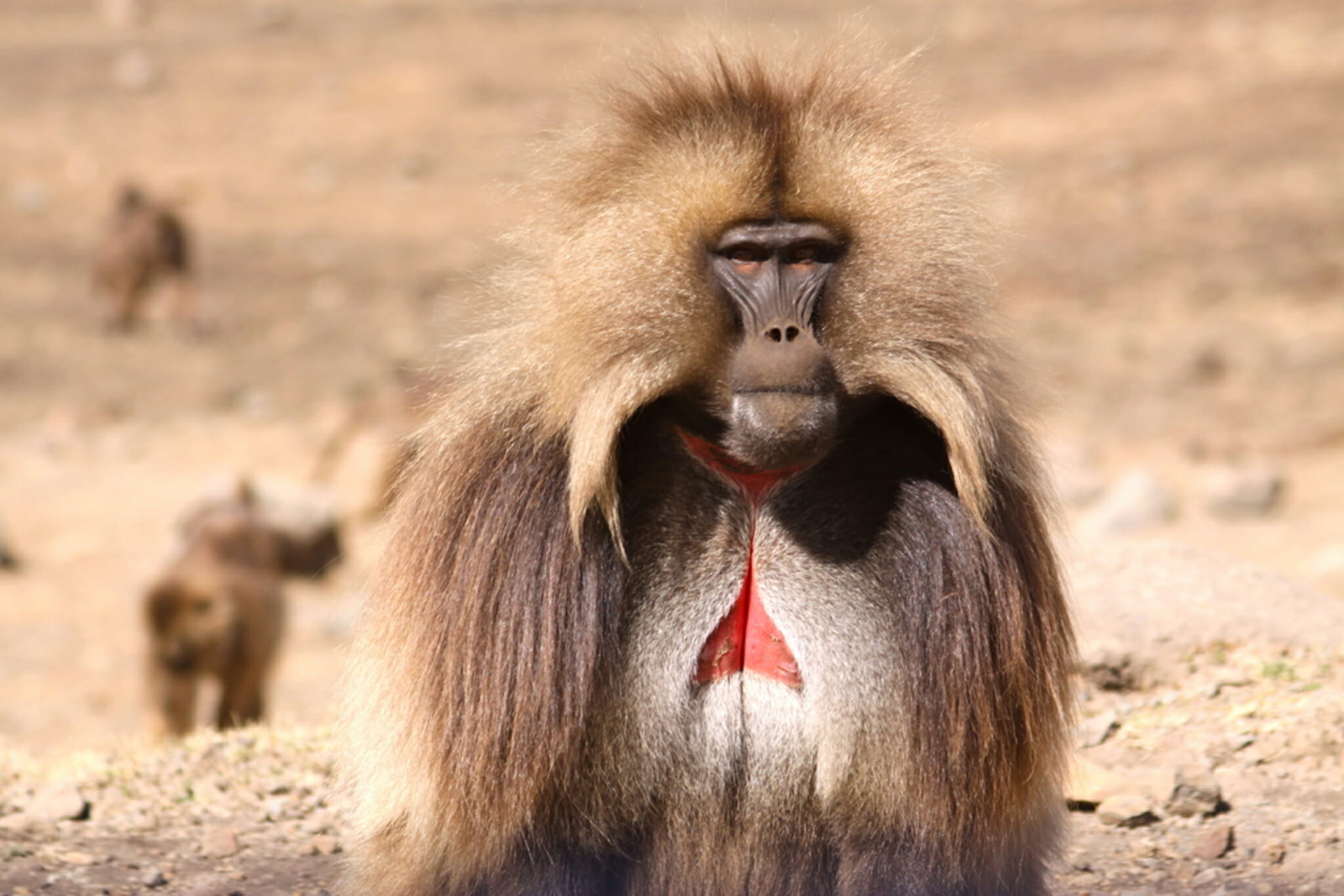 Trekking Bale & Simien Mountains