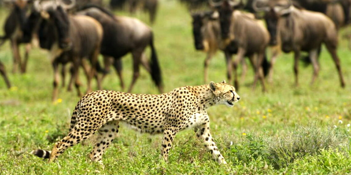 Safari door het westen van Kenia