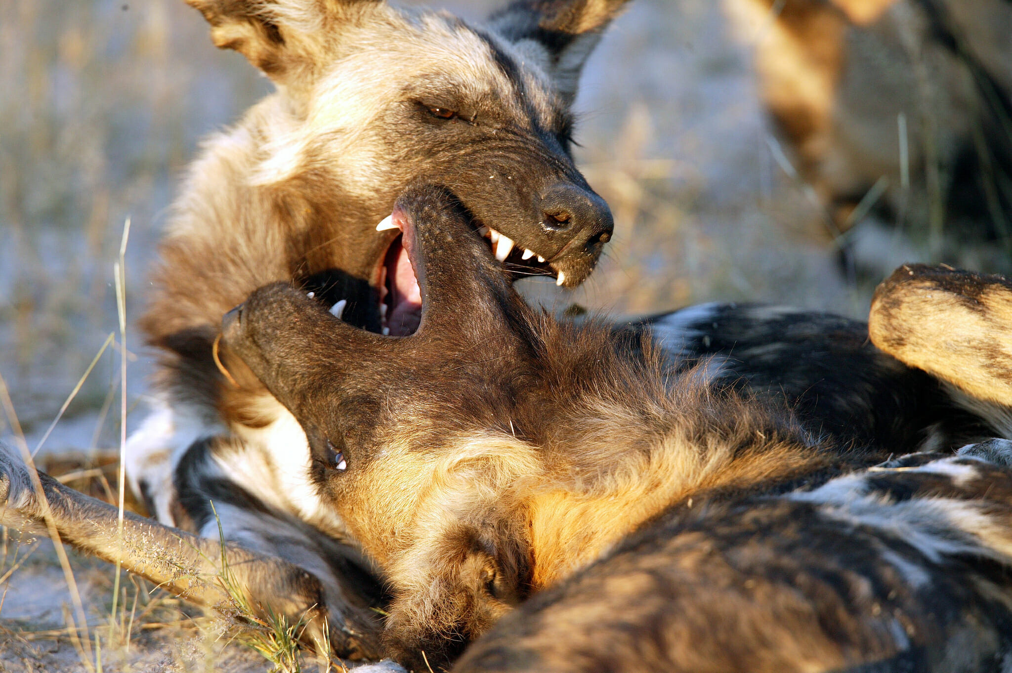 Okavango Delta and Tuli fly-in safari