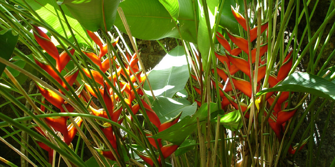 Rondreis Réunion en Mauritius
