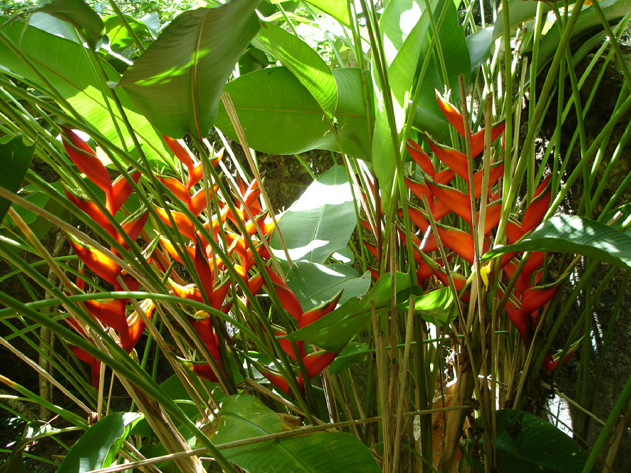 Tour Réunion and Mauritius