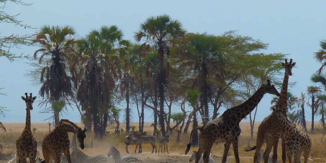 Back from a truly amazing trip through Tanzania