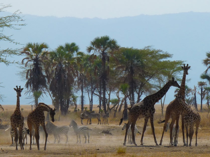Back from a truly amazing trip through Tanzania