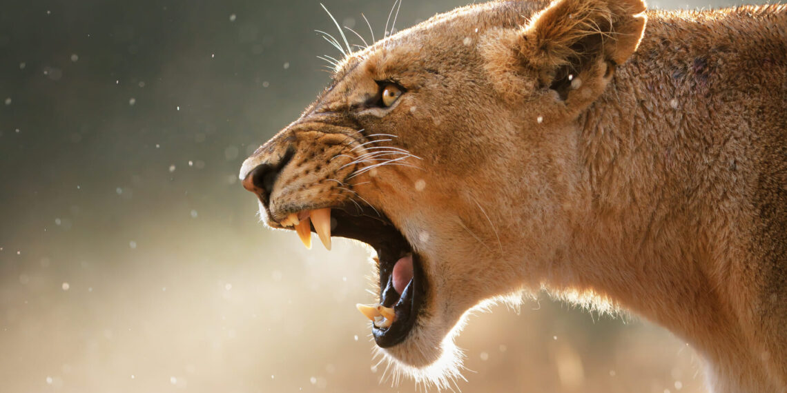 welcome to mombo testimonial