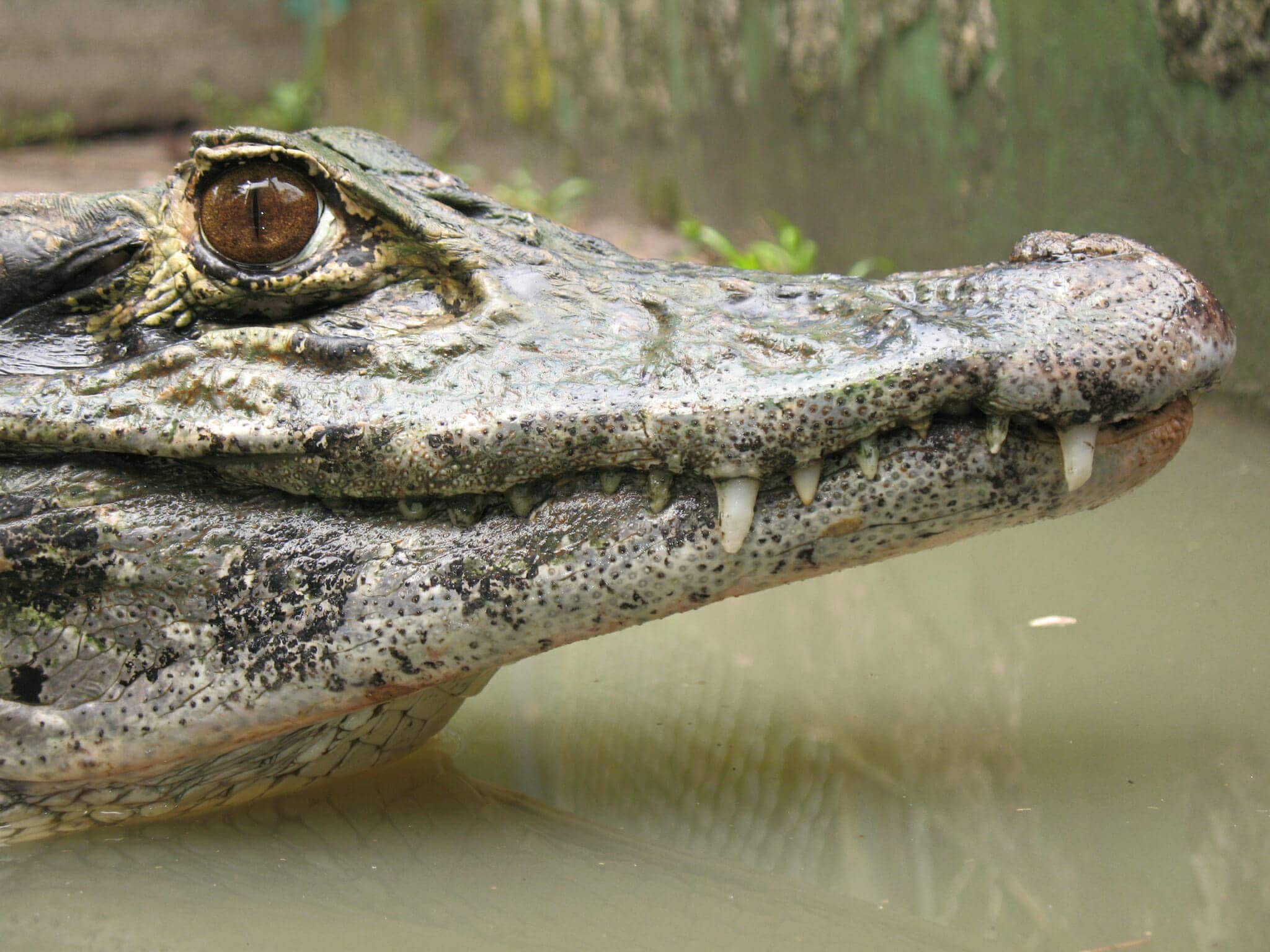 Family trip introduction to Suriname