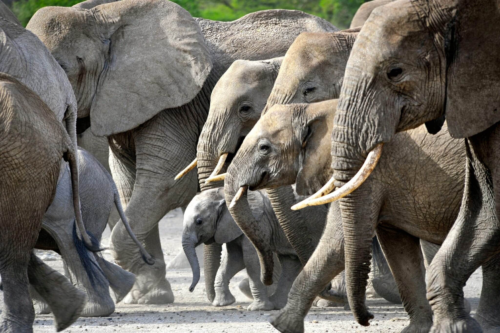 Familiereis Tanzania