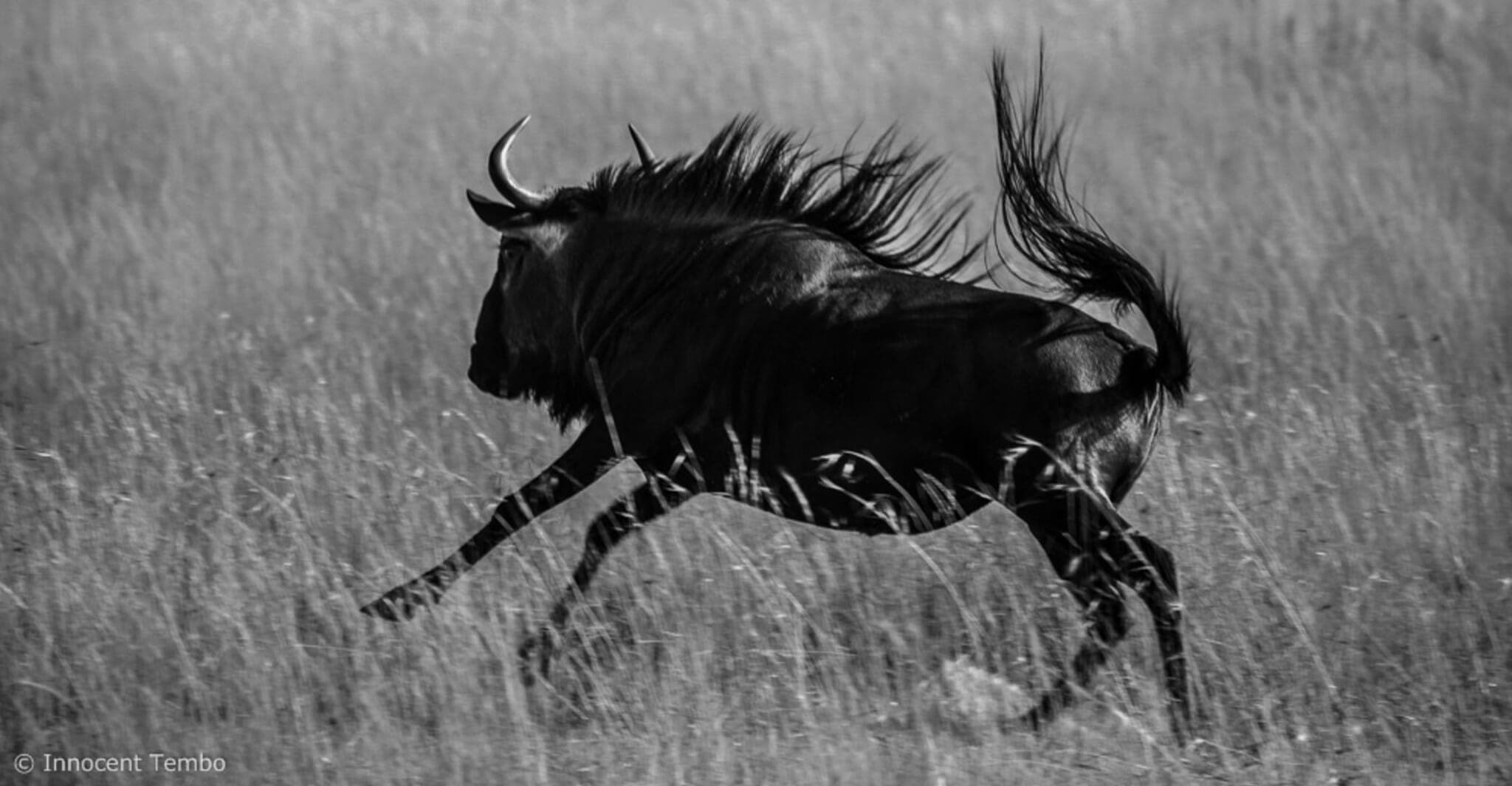 Wild Liuwa Plains & South Luangwa