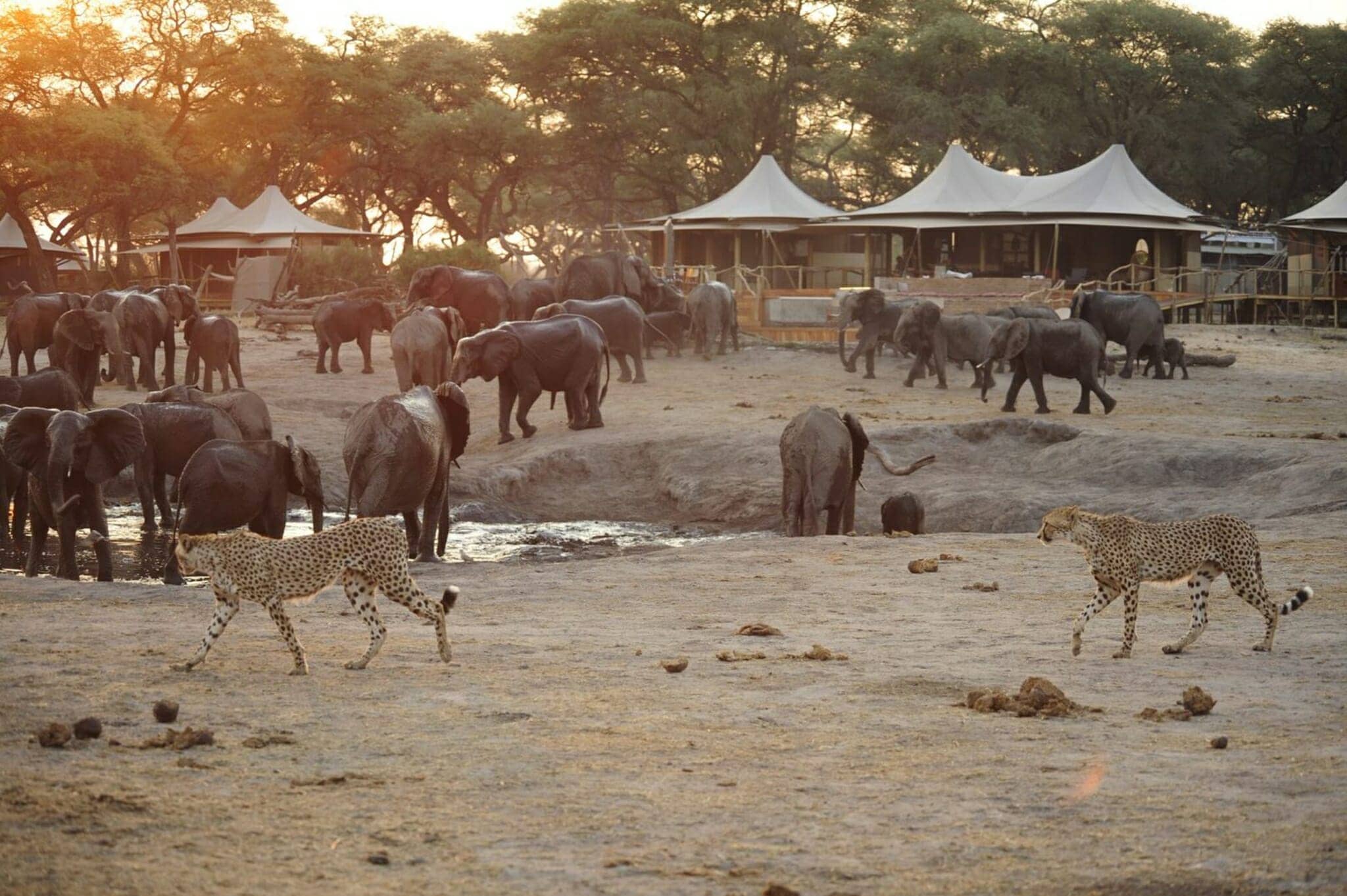 We turn out to be 'die hard fans' or safari.