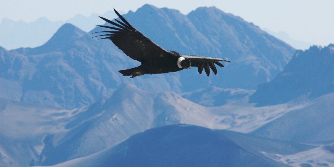 Selfdrive Argentinië 'The best of North & South'