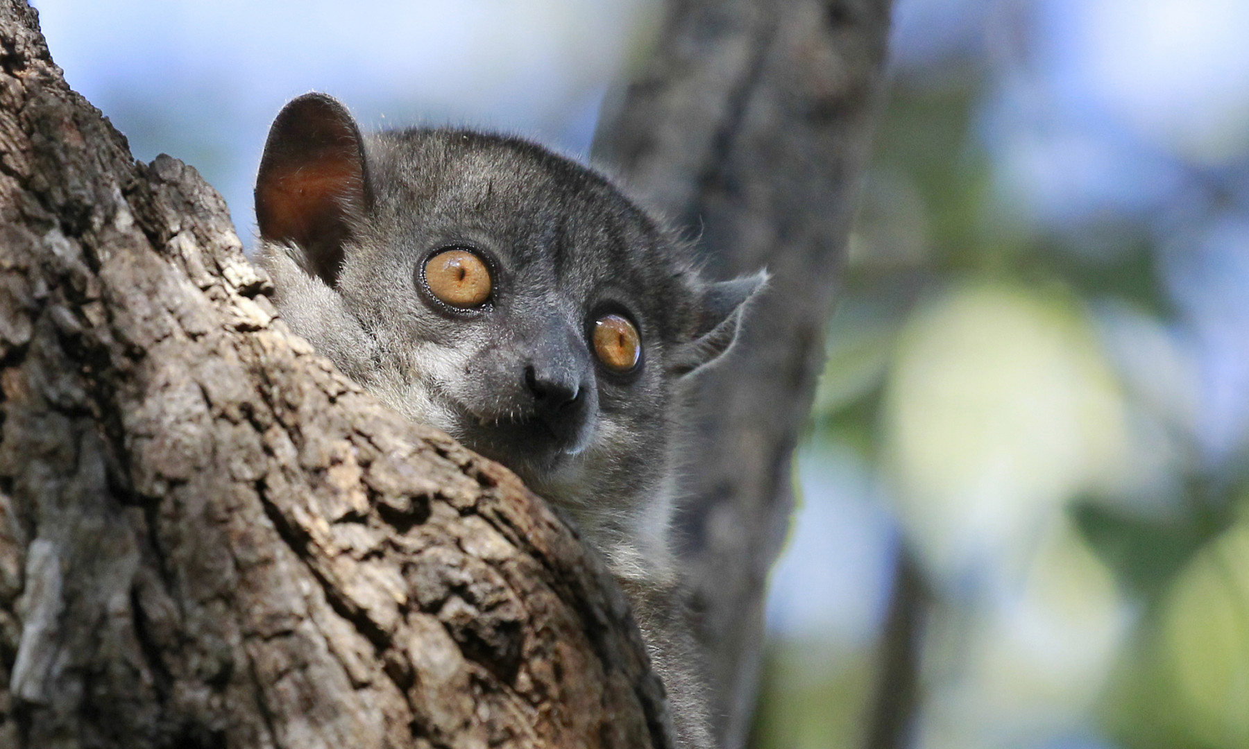 Madagascar - looking for Lemurs