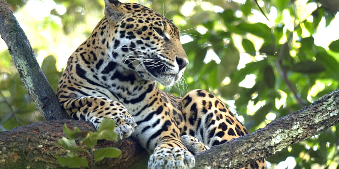 Wildlife Patagonië en Pantanal