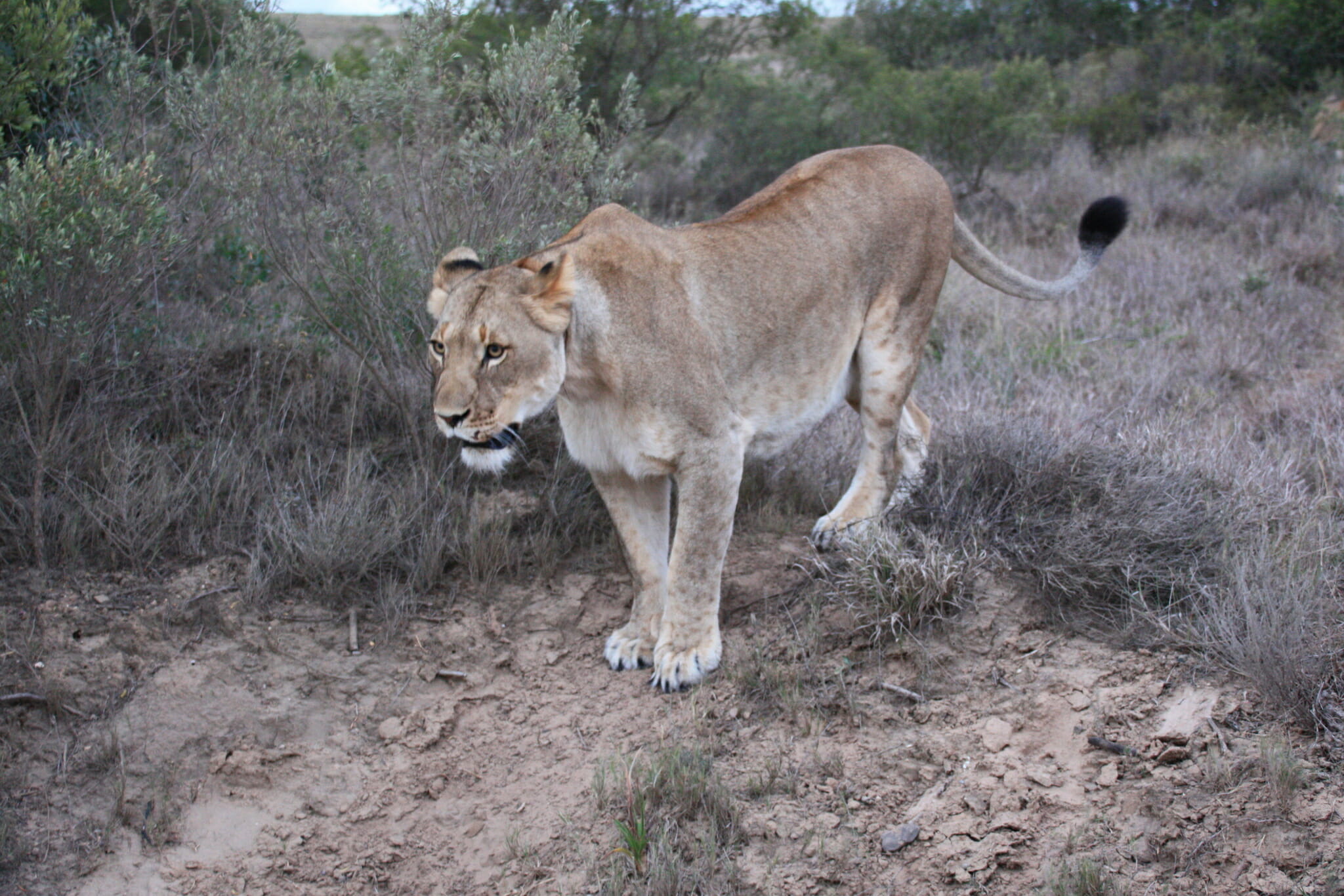 15 days South Africa; What were you cool
