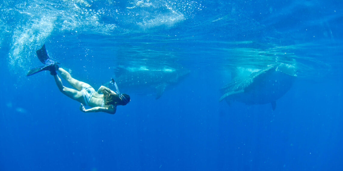 Maya's en walvishaaien in Mexico