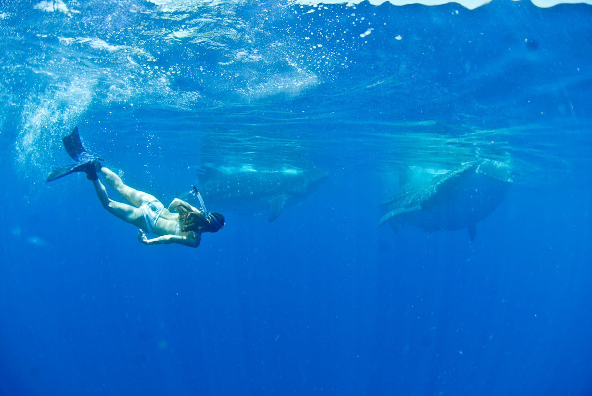 Mayas and whale sharks in Mexico