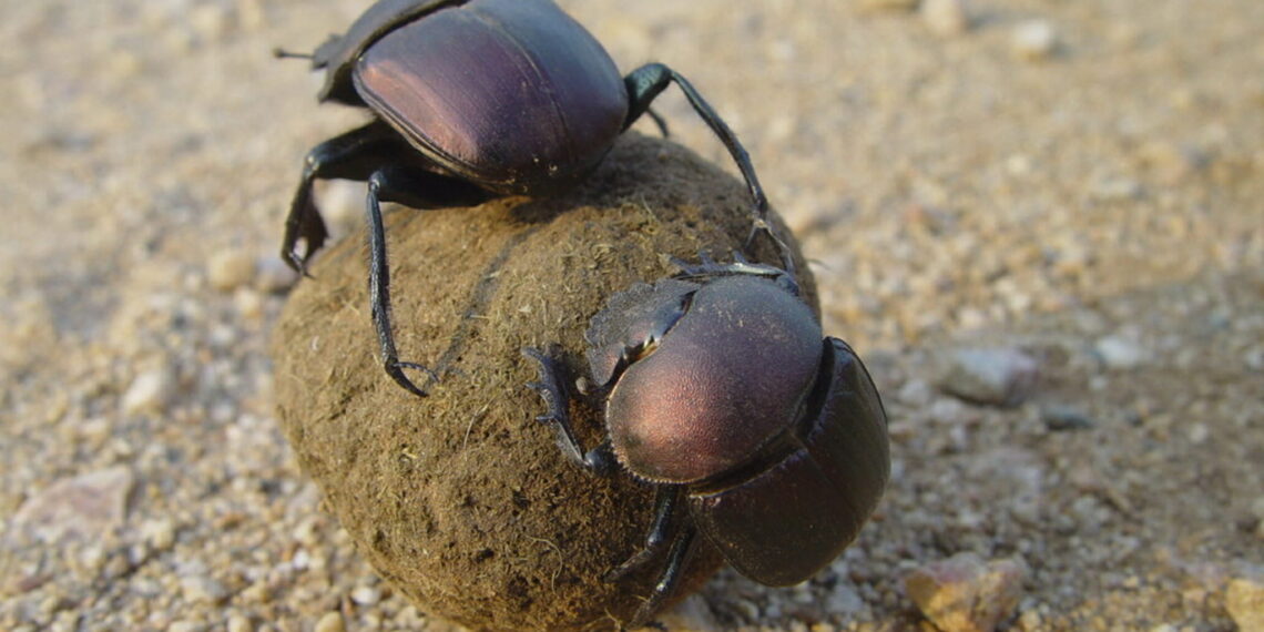 Wandelsafari Kruger N.P.