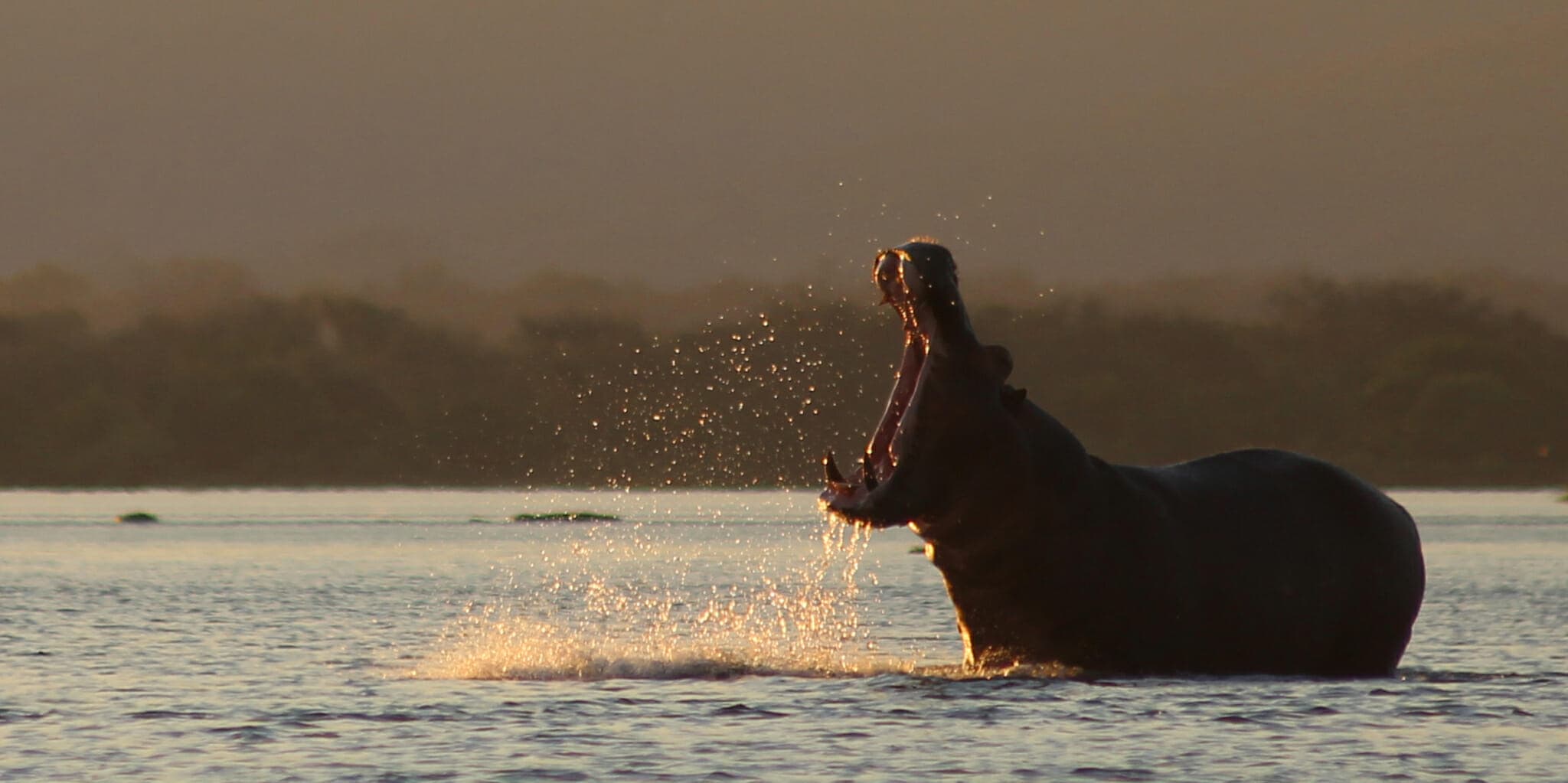 Mana Pools and Hwange N.P.