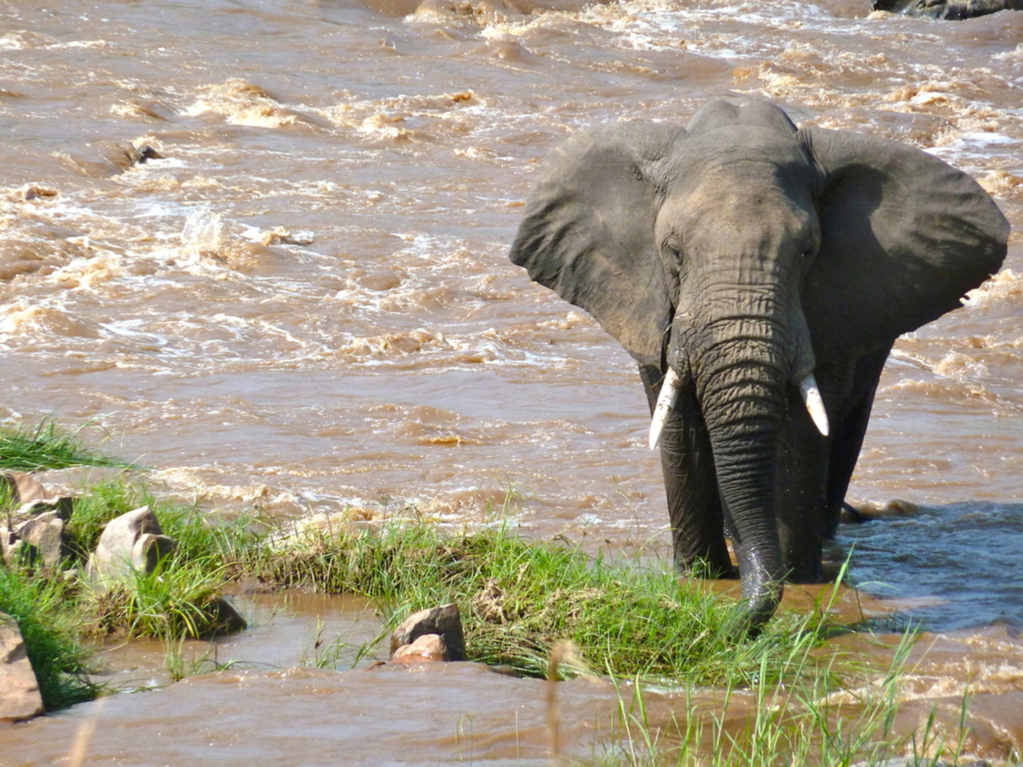 Safari wildlife parks and lakes Tanzania