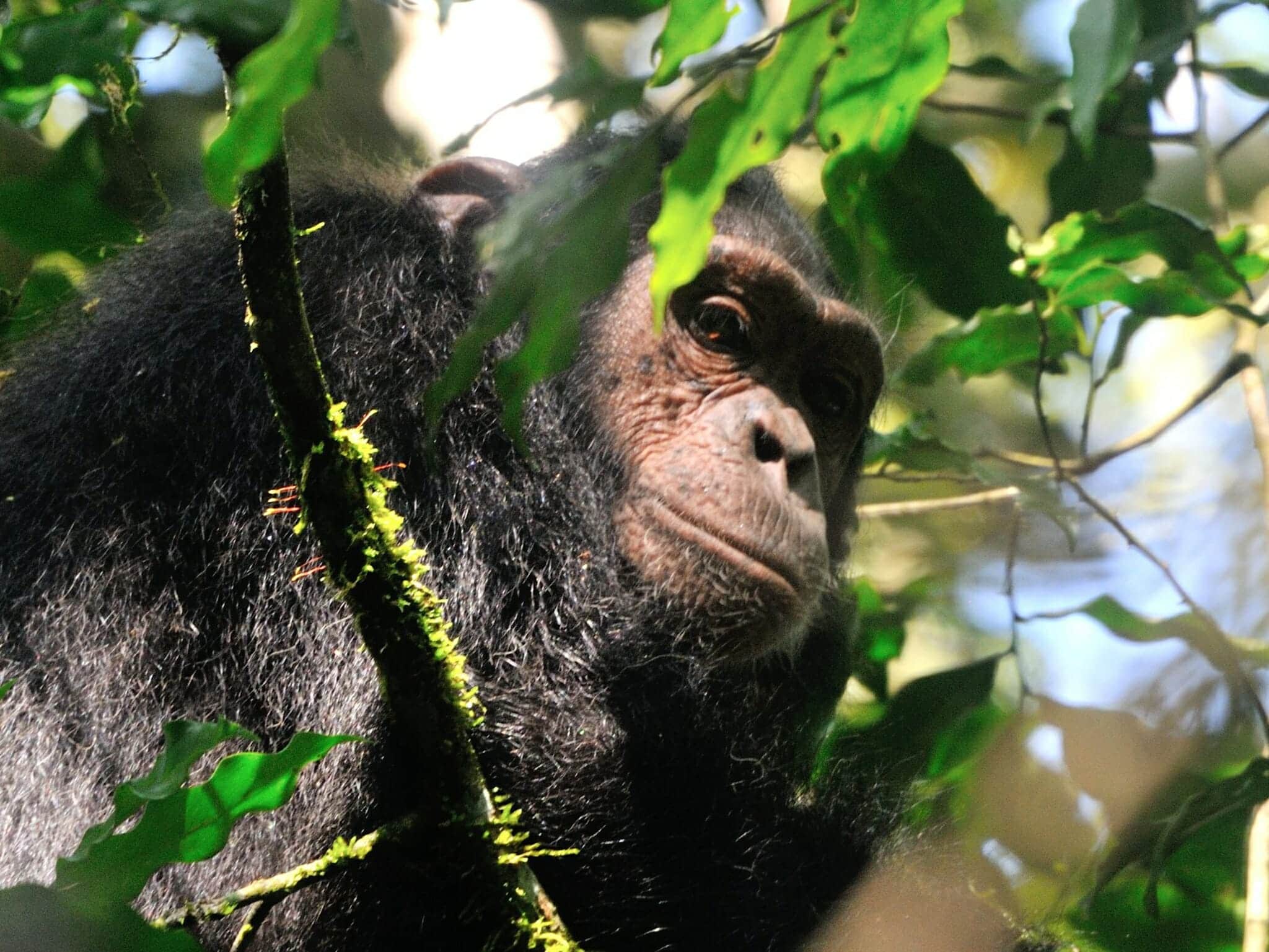 Uganda