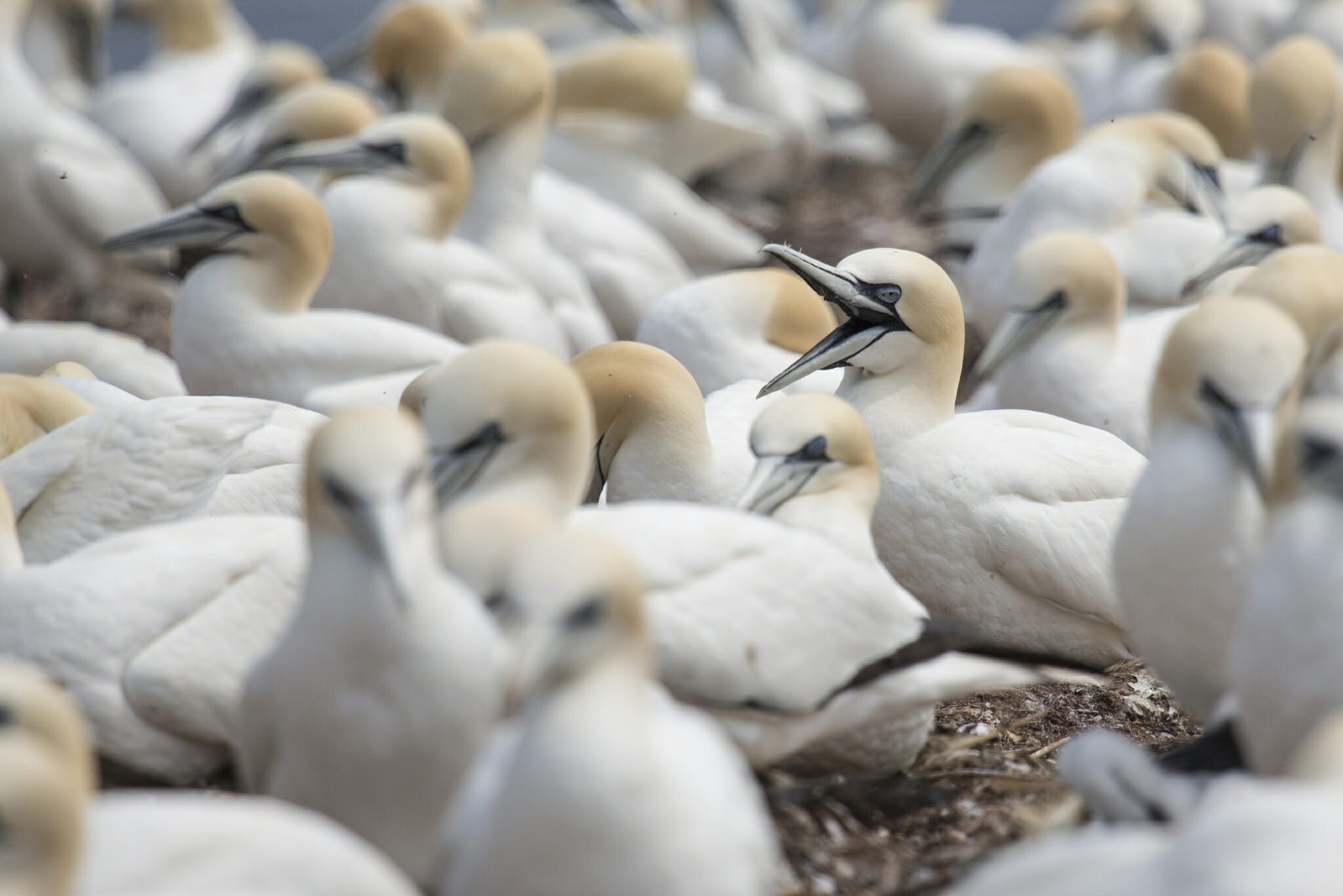 Wildlife and nature in Quebec