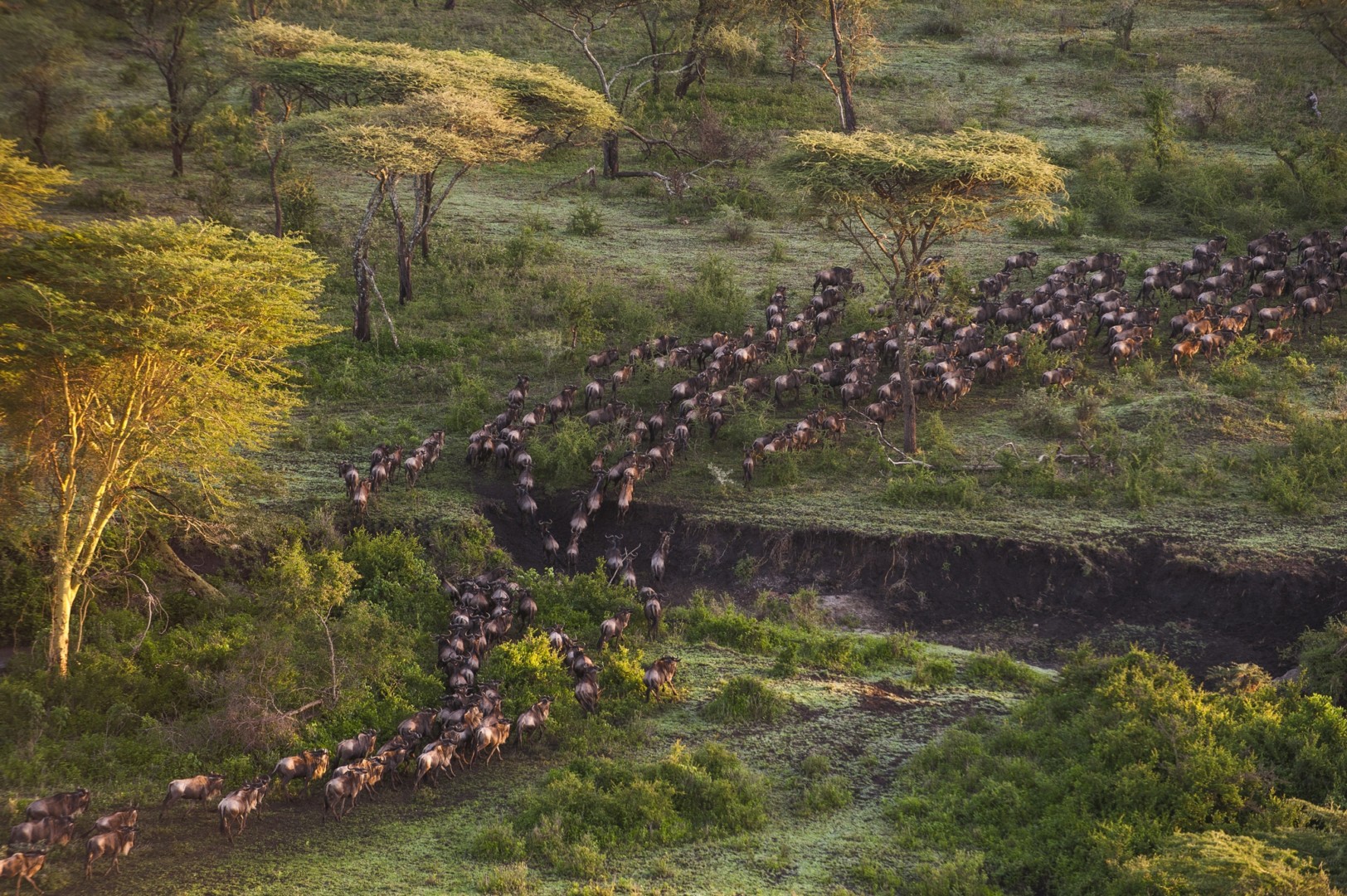 Migration western Serengeti