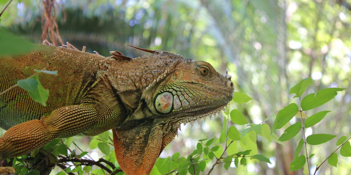 Rondreis Costa Rica - Untamed Travelling