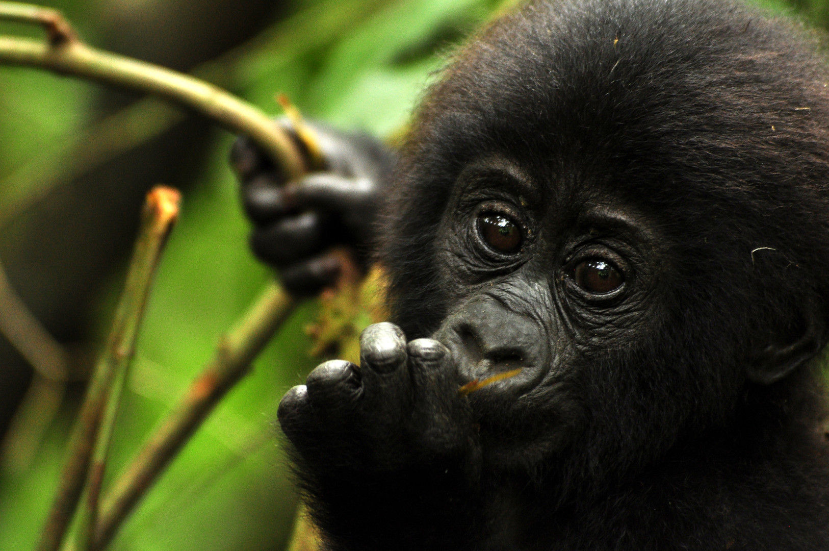 Wildlife Uganda and Rwanda