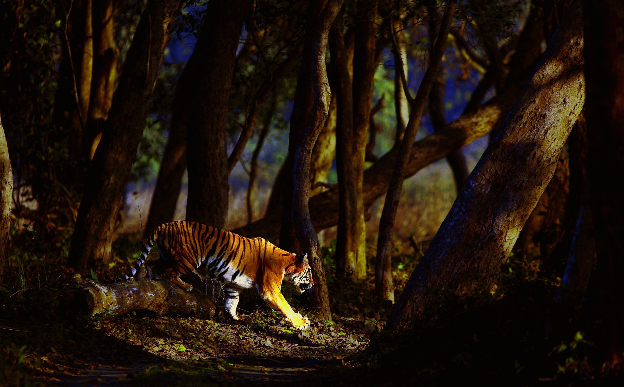 Nature Trip Indian Wildlife Parks