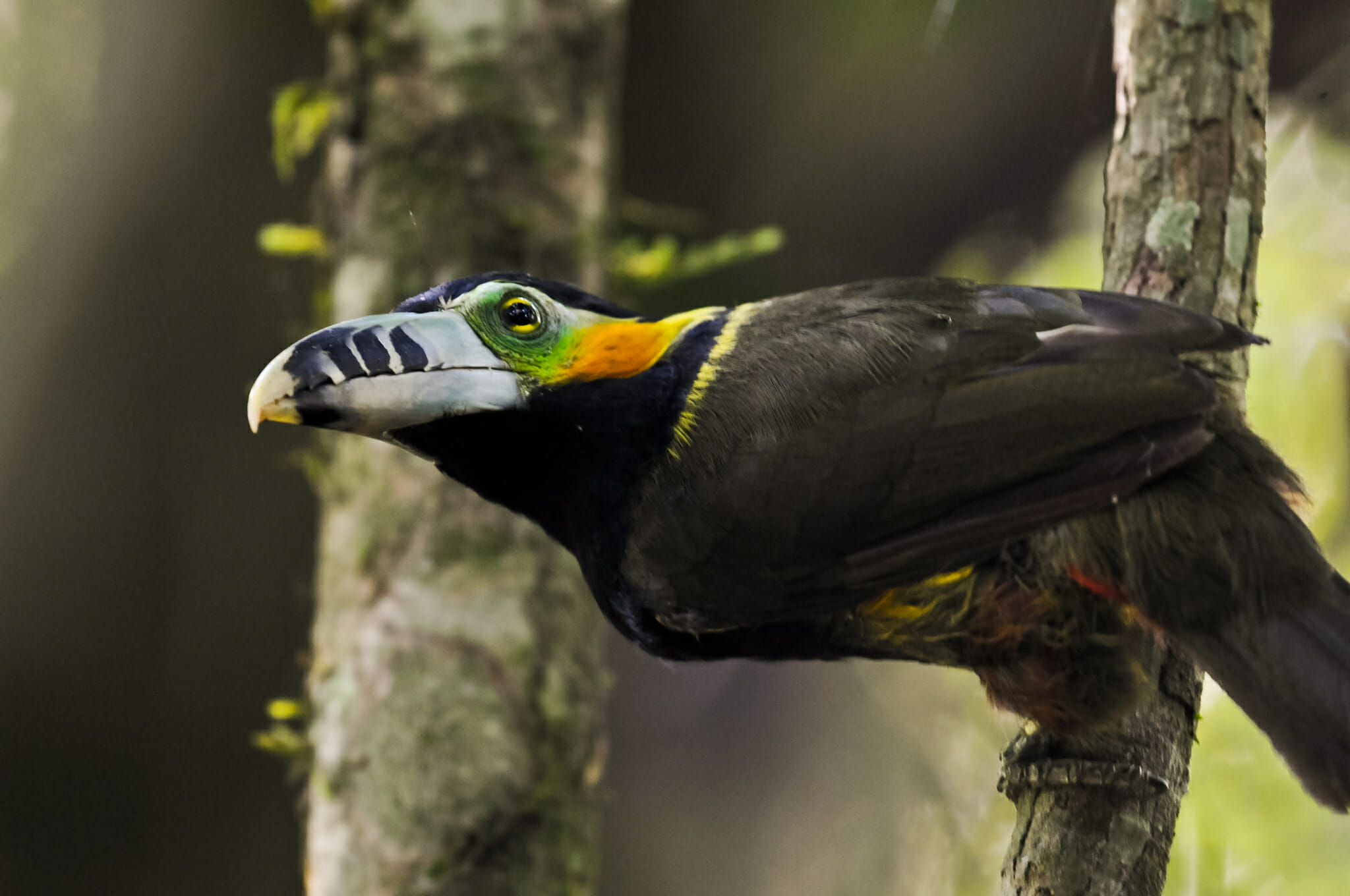 Amazon & Pantanal