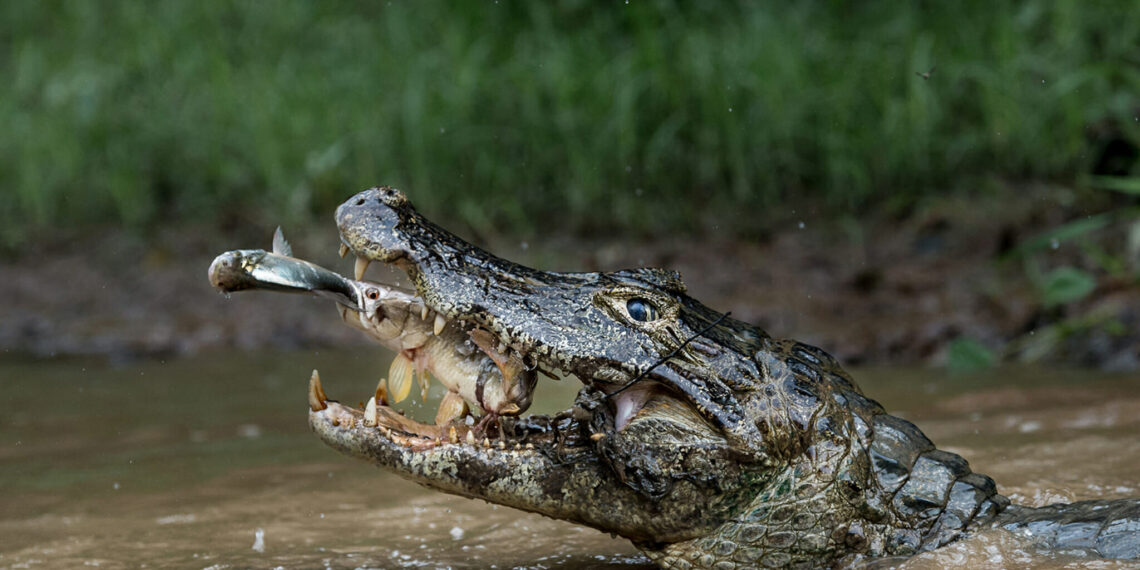Pantanal in vogelvlucht