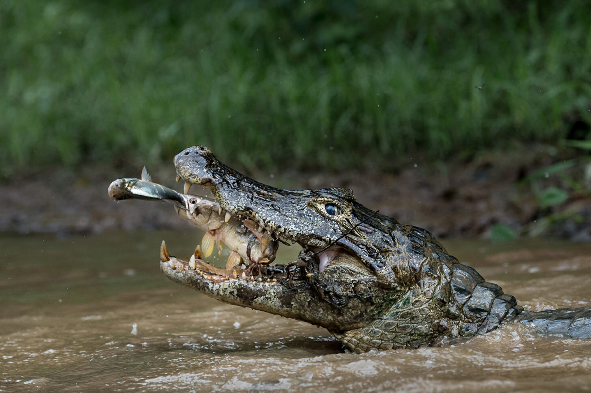 Pantanal in bird's eye view