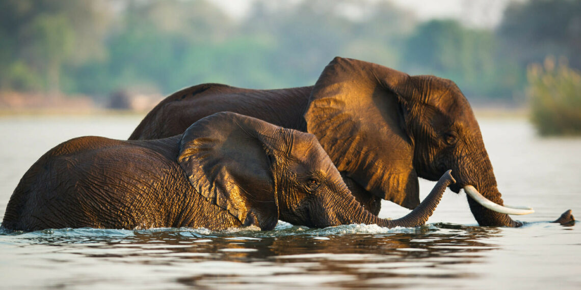 Fly-in Vic Falls & Zimbabwe