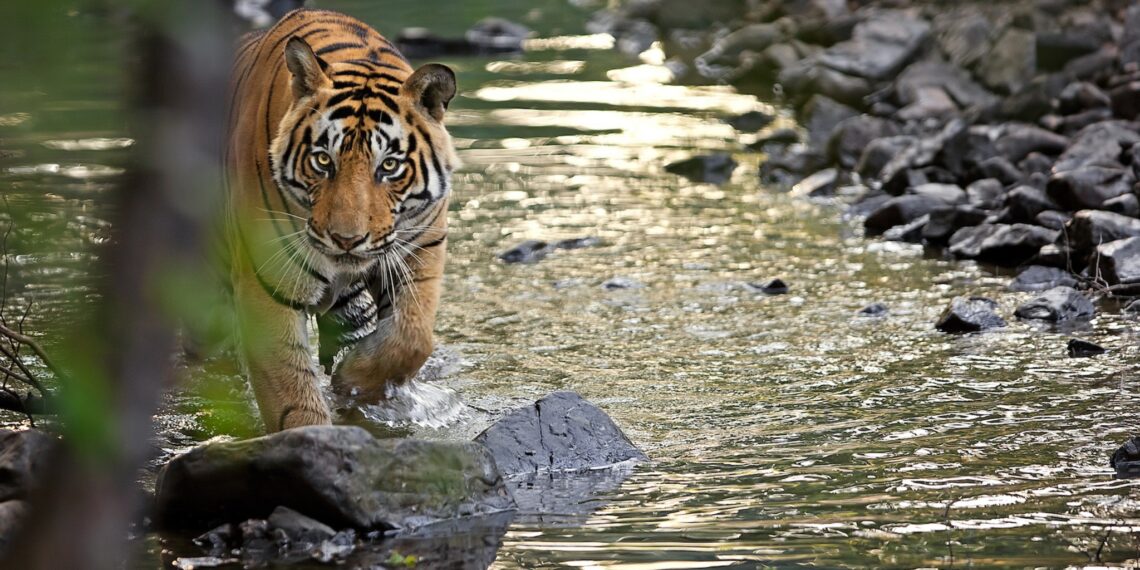 Rondreis natuurparken India