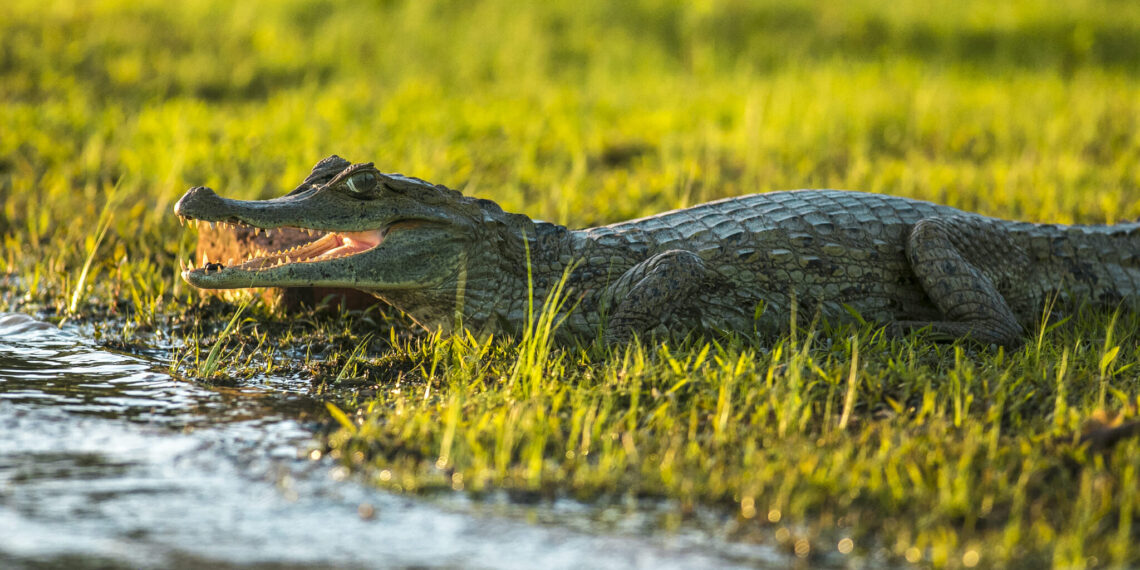 Wildlife Colombia Tour