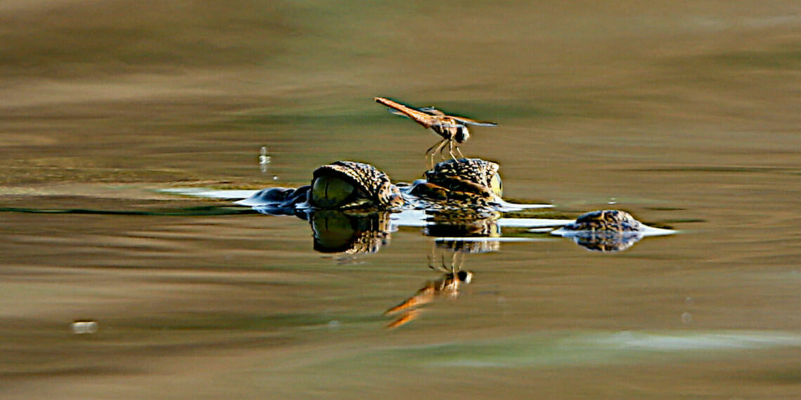 Rondreis South Luangwa en Lake Malawi