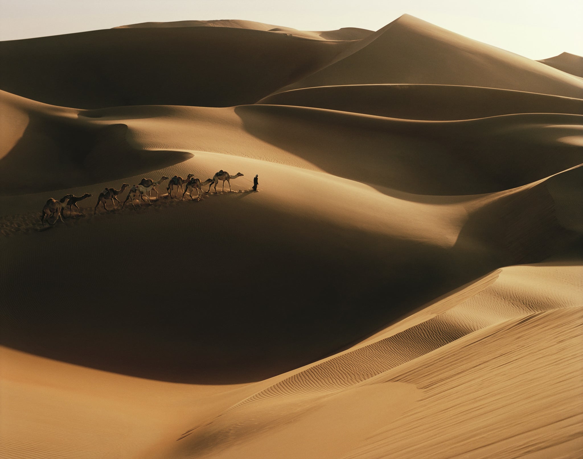 Morocco travel, desert, camels